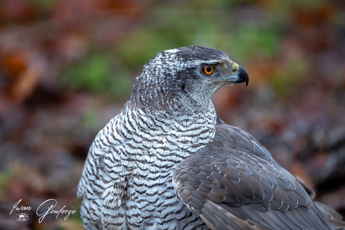 1DX45851 12 december 2021 1148 02